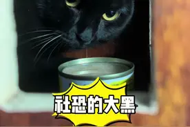 家养的小猫咪一旦被遗弃对他们的内心打击有多大，看了这条视频就知道了#我镜头下的小猫 #温柔的流浪小猫咪 #猫咪小院