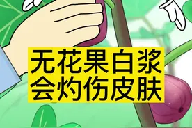 无花果白浆会灼伤皮肤#无花果 #生活小常识 #充能计划 #轻漫计划 #三农 #新农人 #脑洞大开 #涨知识 #有趣的知识又增长了#植物科普