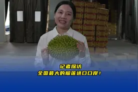 记者探访全国最大的榴莲进口口岸！(记者丨高霞  黄雅文  芦俊文视频封面