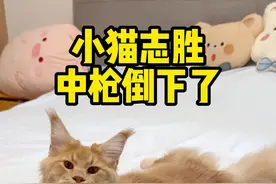小猫志胜中枪倒下了#萌宠 #缅因猫 #铲屎官的乐趣 #喵咪的迷惑行为 #猫咪视频封面