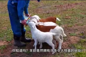 #羊奶 #山羊奶的营养价值与功效 #科普一下视频封面