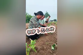 胡萝卜种植小技巧#萝卜种植 #种植小技巧 #蔬菜种植 @生菜杨姐#三农种植  @DOU+小助手视频封面