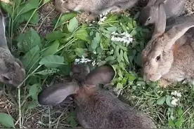 兔子最喜欢吃的三种树叶#自繁自养 #养兔三分靠管理七分靠技术