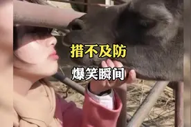 美女想跟羊驼亲亲，结果被吐口水，哈哈哈😂#看一遍笑一遍视频封面