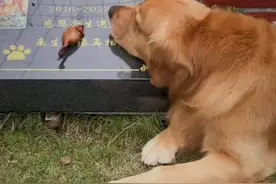 狗狗想念妈妈了…#汪星球 #狗狗故事 #狗是人类最忠诚的朋友请善待它 #想念天堂的妈妈 #金毛 @抖音短视频 @生活服务热点中心 @抖音热点视频封面