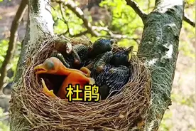 这一回杜鹃妈生的寄生蛋好像有点敷衍，好像晚了好多天#杜鹃鸟视频封面