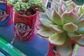 喝过的小奶罐，没舍得扔，用来做花盆，没想到种出来的多肉这么好看🤗#多肉#旺仔罐种多肉#废物利用#养花人的乐趣 @DOU+小助手视频封面
