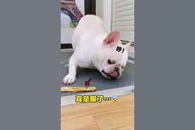真是服了！舞狮子的动作精髓算是被它学到了😂 #法斗 #傻狗的日常 #搞笑萌宠萌 #法斗蠢萌 #法斗戏精