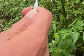 #无人机追马蜂 #金环黑尾诱蜂水  飞行八直径八百米一标拿下视频封面
