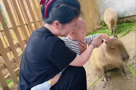人类幼崽第一次见卡皮巴拉，真是初生牛犊不怕虎，还敢上手摸它视频封面