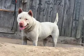 苗寨里面找到的一只纯短毛下司犬，很漂亮，八个月大