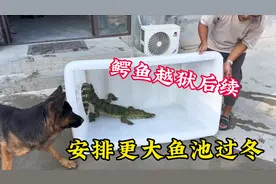鳄鱼越狱后续，安排更大鱼池过冬#神奇动物在抖音 #观赏鱼视频封面