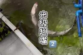 养米级翘嘴的第二天…#养鱼日志 #水族 #原生鱼视频封面