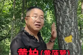 李老师带你识百草～黄柏#黄柏 #三农流量扶持计划 #今日三农爆款 #壶关电商培训@抖音三农 @抖音创作小助手