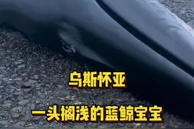 在乌斯怀亚看到了一头搁浅的蓝鲸宝宝😔