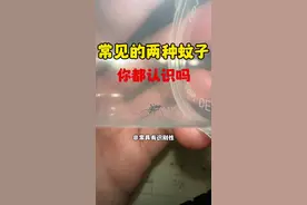 科普知识 现在季节最常见的两种蚊子你们都认识吗#蚊子#最常见的蚊子#科普一下 #科普 #你能叫出它的名字吗
