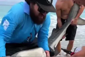 海钓鲨鱼 #看动物世界品百味人生 #野生动物零距离视频封面