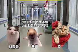 爸爸妈妈什么时候才能回来 #猫meme #猫meme故事