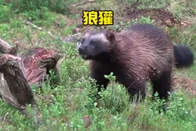 战斗力极为强悍的金刚狼，又被称之为狼獾#动物科普 #动物零距离视频封面