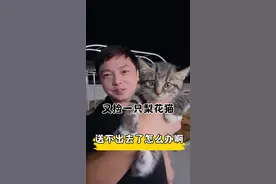 新捡到的小狸花猫 有没有喜欢的呀 #养猫人 #狸花猫 #被迫营业的猫猫 给他找个有爱心的主人 无偿领养哦