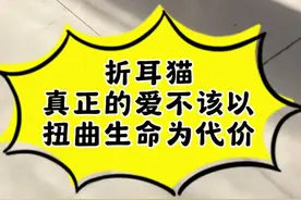 折耳猫的一生要经历多少痛苦，一条视频带你了解软萌可爱的外表下包裹着的是一颗怎样痛苦的灵魂#我和流浪猫的故事 #折耳猫发病 #猫咪小院 #每个生命都应该被尊重