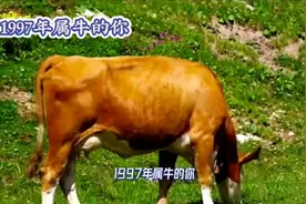 1997年出生的属牛人，你的爱情、事业和运势会有怎样的变化？图片