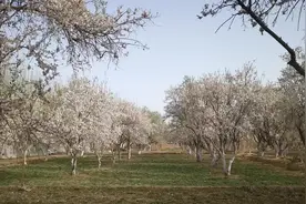 3月南疆杏花之外 一定要去看看巴旦木花🌸#新疆旅游视频封面