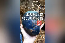 【乌灵参科普第3集】 大山世界，比人参还要珍贵的乌灵参(鸡枞蛋、雷震子)，如何繁殖传播?  网络热门真菌-黑柄炭角菌从哪里长出来的?鸡枞和它什么关系？世界真奇妙：白蚁为何培育它？它到底是不是白蚁的食物？（乌灵参科普三集，告诉你那些一直被误传的冷知识）“ 。#科普一下   #捡菌子#热门  #采蘑菇#云南野生菌