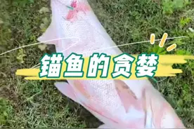 关于锚鱼你们怎么看 有私心也有正义，锚鱼不仅伤鱼还存在危险@天元邓刚 希望大佬能拍一期引导视频视频封面