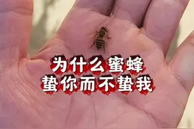为什么蜜蜂蛰你而不蛰我？ #蜜蜂蛰人 #蜜蜂 #蜜蜂蛰人怎样处理