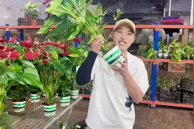 红掌又名火鹤花，火鹤花烛，天南星科植物#爱生活爱养花视频封面