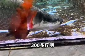 男子养了两条巨骨舌鱼，吃东西咬食速度巨快非常霸气#巨骨舌鱼 #养鱼日记 （来源：@爱养鱼的李老板🐟 ）视频封面