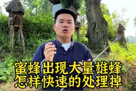 太多雄蜂怎样处理 如果发现你的蜜蜂雄蜂太多，一定要处理#2024新农人计划 #三农 #养蜂诱蜂技术分享#诱蜂 @抖音短视频