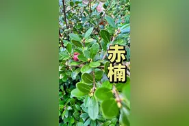 你们的内心深处是不是有一个特别温暖的人，这棵植物深深印在我脑海里！你们知道它吗？赤楠#中草药知识 #植物百科 #原创视频 #大自然的馈赠 #三农