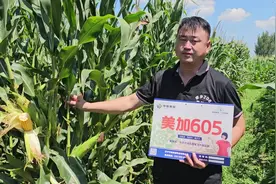 #高产玉米种子 多年稳定品种，美加605