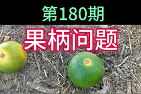 第180期原创：近期沃柑果柄处泛黄而落果是什么原因？什么处理？视频封面