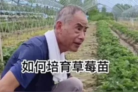 如何培育草莓苗 #草莓种植 #田间地头实操干货 #新农人计划2024 #种植小技巧 #三农视频封面