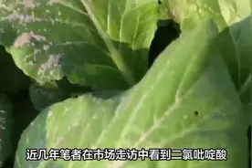 #二氯吡啶酸#氨氯吡啶酸#微信公众号李祝明视频封面