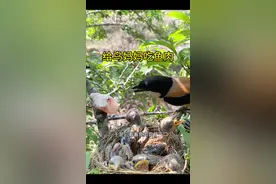给小鸟放一块鱼肉，你猜他吃不吃 #伯劳鸟视频封面