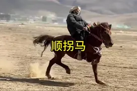 顺拐马为什么跑的乱七八糟却可以跑那么快呢#内容启发搜索 #马 #走马 #顺拐马