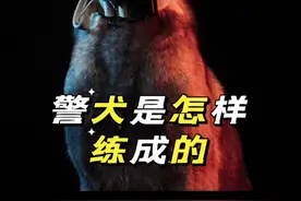 警犬是怎样炼成的 #狗 #狗狗 #警犬 #军犬 #警犬训导员视频封面