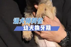 为什么月份越大咬口越不紧呢？#马犬 #训犬 #马犬幼犬 #狗狗 #训犬教程