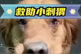 狗狗在野外叼回一只小刺猬，没想到成了主人的新宠 #人与动物和谐共处 #万物皆有灵性 #神奇动物在抖音 #萌宠出道计划 #动物救助视频封面