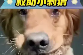 狗狗在野外叼回一只小刺猬，没想到成了主人的新宠 #人与动物和谐共处 #万物皆有灵性 #神奇动物在抖音 #萌宠出道计划 #动物救助视频封面