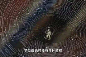 #梦的解析 #梦见蜘蛛视频封面