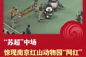 “苏超”中场，惊现南京红山动物园“网红”！在9月27日进行的“苏超”南京队主场对阵宿迁队的比赛中场休息时，“红山天团”空降“苏超”赛场，引发观众欢呼。13只杜杜身戴披风，披风上的文字是13个城市方言的“无论输赢”，尽显豁达和包容。#苏超南京vs宿迁   #跟着苏超游南京