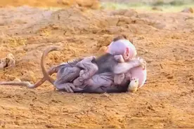 #动物世界猴子 #猴子🐒 膏药猴一会不膏药都难受