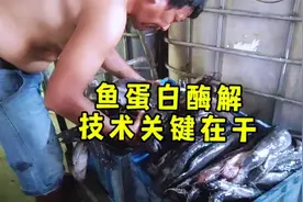 鱼蛋白酶解技术关键在于#鱼蛋白#有机肥#农业种植 #种植基地#三农视频封面