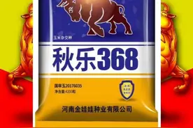 秋乐368超高产抗病抗倒真牛！#助力三农 #高产玉米种子 #抖音助农视频封面