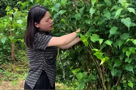 很多人都喜欢吃神仙豆腐，但是没有树苗和叶子. 今天分享如何去种植神仙豆腐树，以后在家也能吃神仙豆腐了#我的乡村生活 #农村美食 #神仙豆腐树苗 #神仙豆腐又叫斑鸠豆腐视频封面